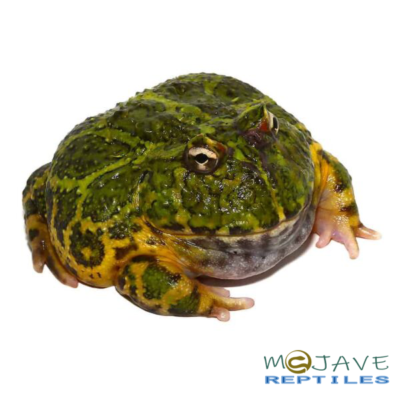 GREEN ORNATE DRAGON WING PACMAN FROGS FOR SALE