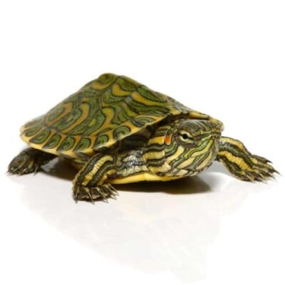 BABY PASTEL RIVER COOTER TURTLE FOR SALE