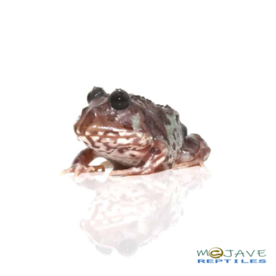 MUTANT BLACK EYED NEBULA PACMAN FROGS FOR SALE