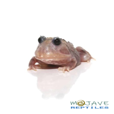 Mutant Black Eyed Pink Chicken Pacman Frog For Sale