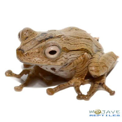 WE HAVE BORNEO EARED FROGS FOR SALE. HERE ARE SOME HIGHLIGHTS: Polypedates otilophus Hostage Bred Around .75 - 1.25 Inches In Length Grown-ups Can Grow Up To 2.5 - 3.5 Inches In Length Benefiting from Small Crickets And Other Small Insects Regularly