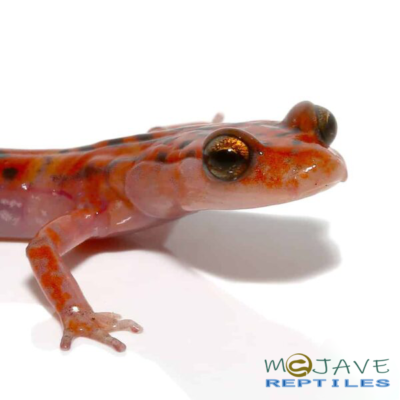 CAVE SALAMANDERS FOR SALE