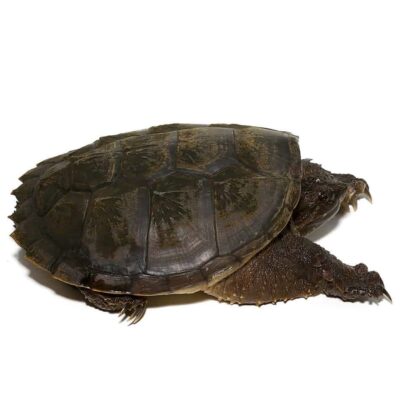 JUVENILE FLORIDA SNAPPING TURTLES FOR SALE