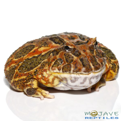 ADULT HIGH RED ORNATE PACMAN FROGS FOR SALE 201g