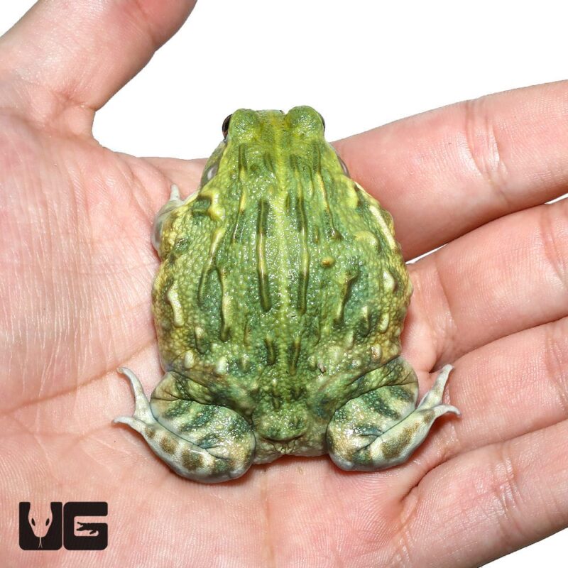 JUVENILE GIANT PIXIE FROGS FOR SALE Reptiles for sale
