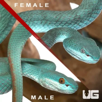 BLUE KOMODO ISLAND VIPER PAIR FOR SALE