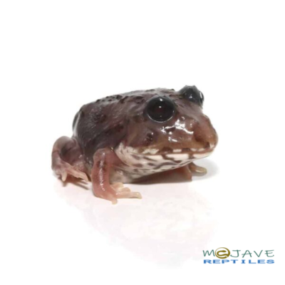 Mutant Black Eyed Calico Pacman Frog For Sale