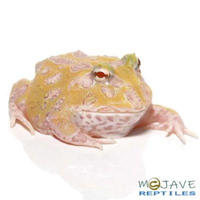 MUTANT LEMON DROP ANGEL PACMAN FROGS FOR SALE