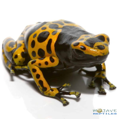 ADULT FINE SPOT BUMBLE BEE DART FROGS FOR SALE