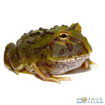 ORNITA PACMAN FROGS FOR SALE