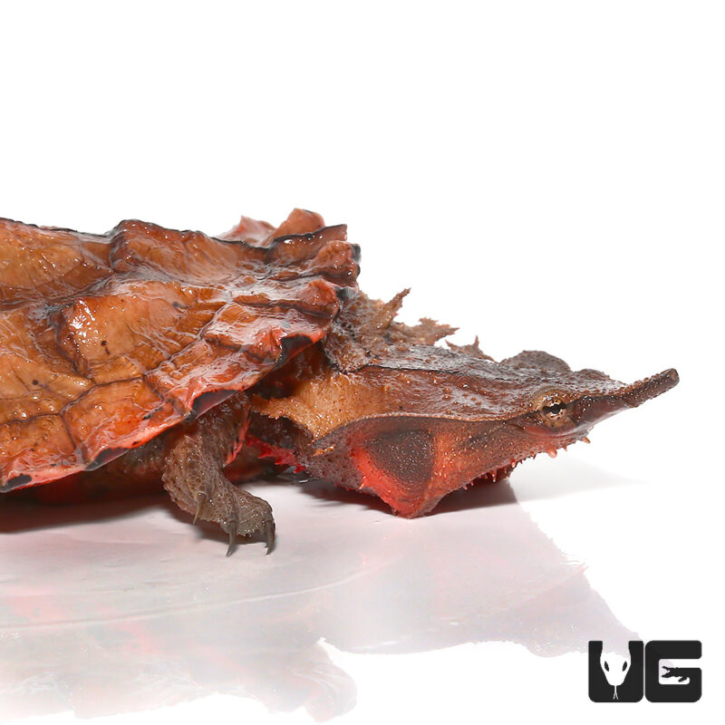 Tortuga Red Shell BABY PERUVIAN HIGH RED MATA MATA TURTLES FOR SALE. - Reptiles for sale