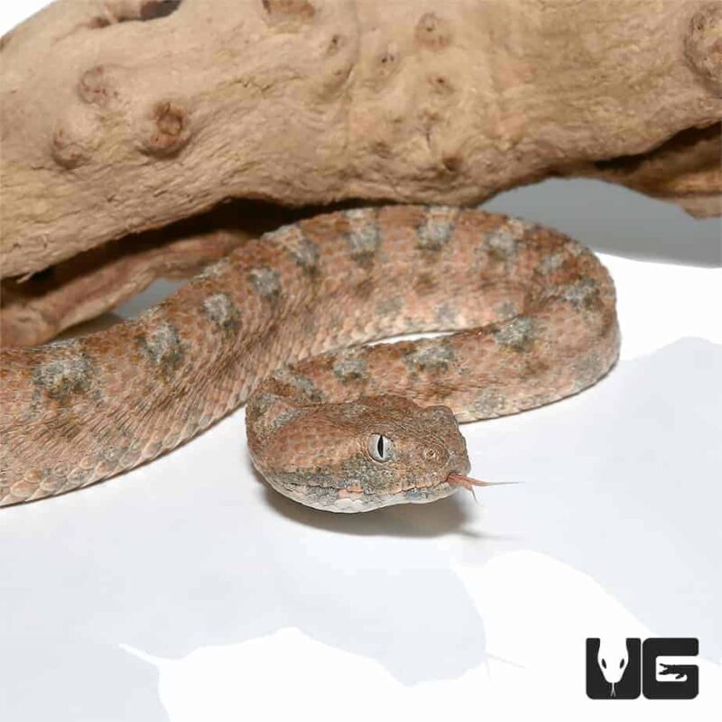 PALESTINE SAW SCALE VIPER FOR SALE Reptiles for sale