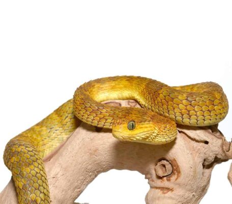 SQUAMIGERA BUSH VIPERS FOR SALE