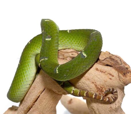 SULAWESI WAGLERS VIPERS FOR SALE