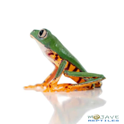 SUPER TIGERLEG MONKEY TREE FROGS FOR SALE - Reptiles for sale