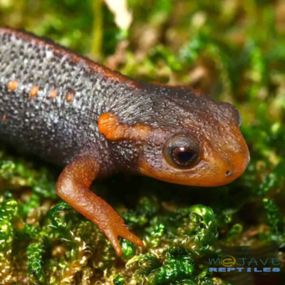 TAUNGGYI CROCODILE NEWTS FOR SALE