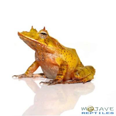 YELLOW SOLOMON ISLAND EYELASH FROGS FOR SALE.