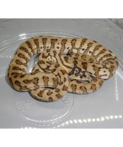 Carpet Pythons For Sale