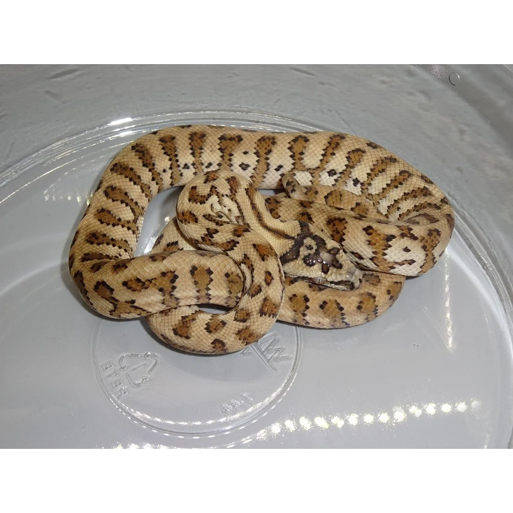 Carpet Pythons For Sale